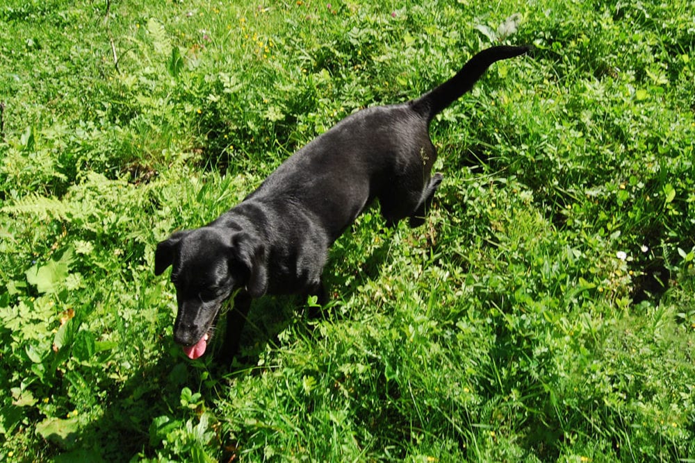 Hund - Bio-Bauernhof in Großarl, Salzburg