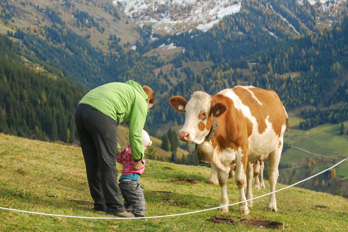 Kühe - Bio-Bauernhof in Großarl