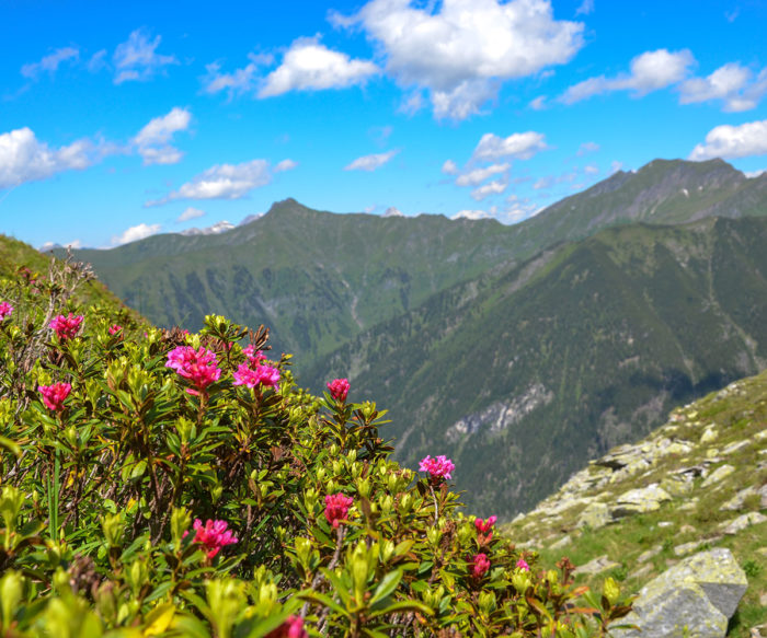 Almrosen - Sommerurlaub in Großarl