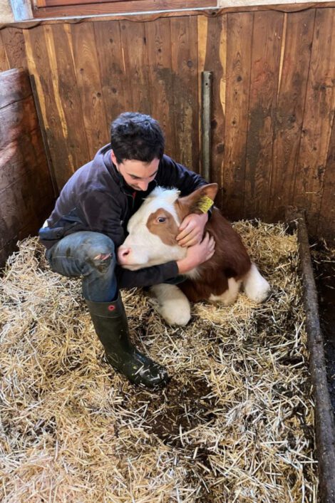 Urban mit Kalb am Pfandlinghof