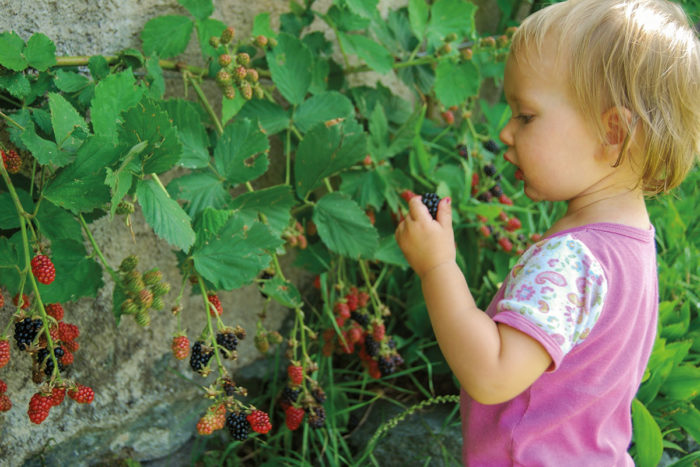 Beeren - Bio-Bauernhof in Großarl