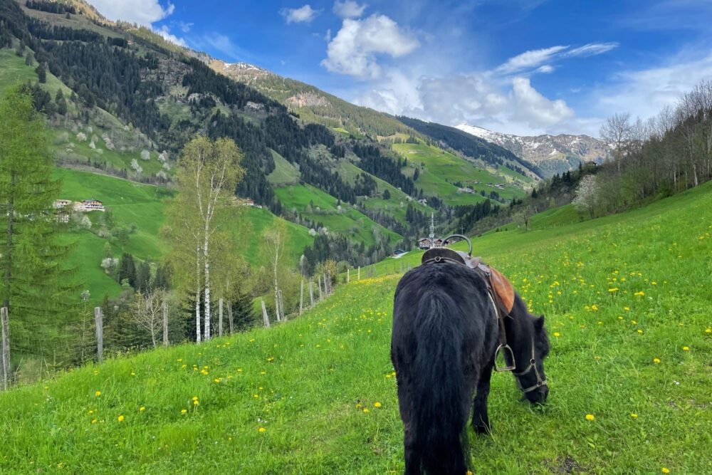 Isländer Pferd Blacky grast am Pfandlinghof