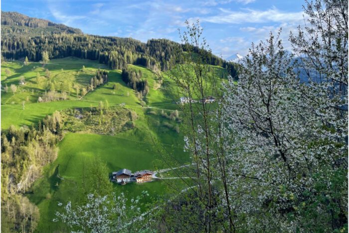 Fruehlingsbluete mit Blick auf den Pfandlinghof