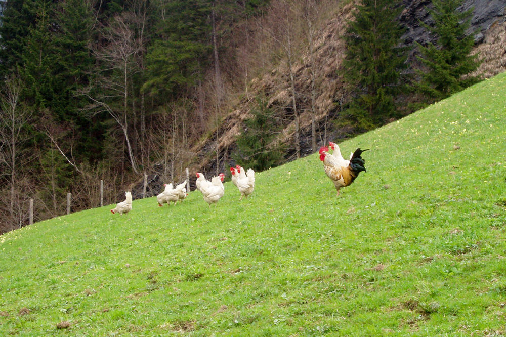 Hühner - Bio-Bauernhof in Großarl, Salzburg