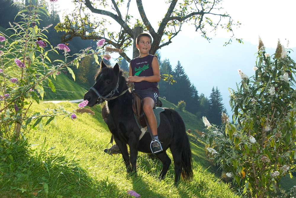 Islandpferd - Bio-Bauernhof in Großarl, Salzburg