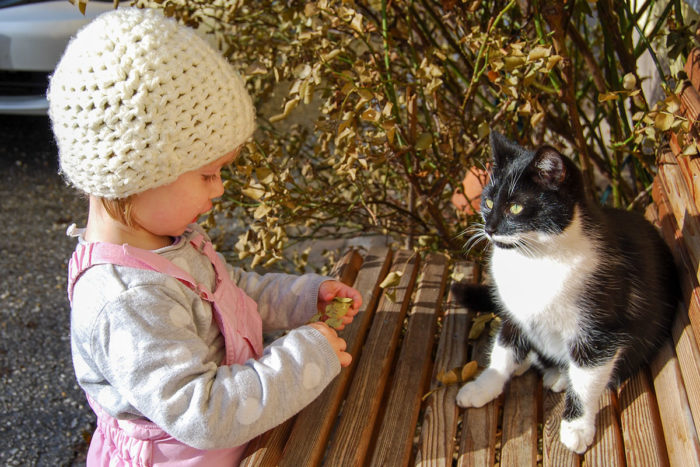 Katzen - Bio-Bauernhof in Großarl