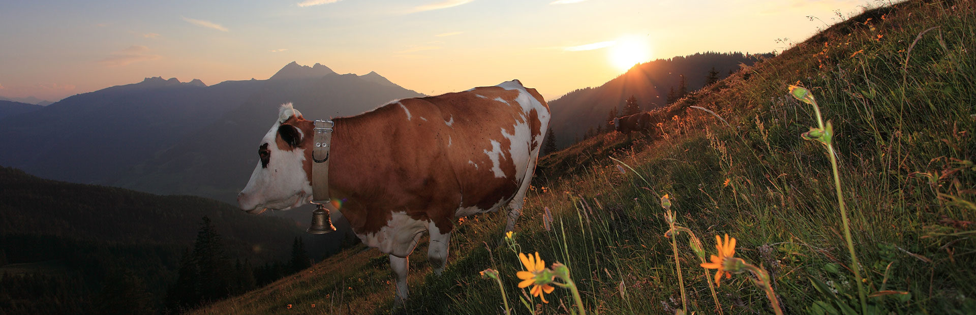 Pfandlinghof Grossarl, Sommerurlaub und Wanderurlaub im Tal der Almen, Salzburger Land