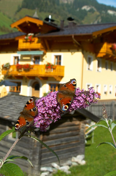 Pfandlinghof - Urlaub in Grossarl, Salzburger Land